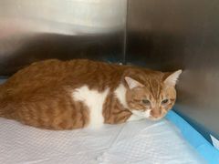 -瑞派福兴宠物医院犬猫全科·骨科·中西医结合(河东店)