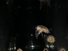-大阪海游馆