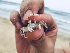 -广东惠东海龟国家级自然保护区