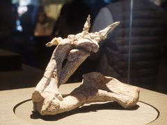 -世界恐龙谷景区