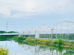 -马陆小张葡萄园农家乐