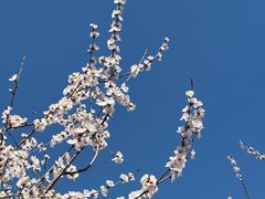 -春风习习