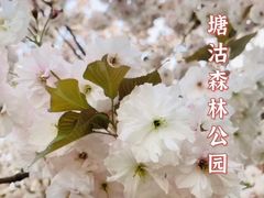 -塘沽森林公园