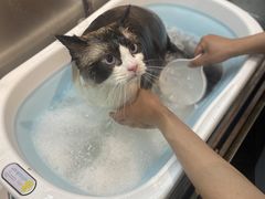 -PETKIT小佩宠物·低压洗护(国顺东路店)