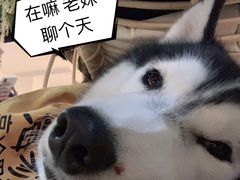 -Husky Go! 哈士奇体验馆·宠物咖啡厅狗咖