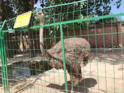 -上美四季动物农场