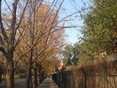 iphone_upload_pic-三里屯东五街银杏大道
