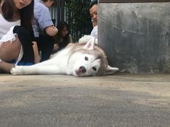 -TrueLove @ Neverland (Husky Cafe)