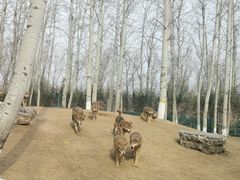 -北京野生动物园