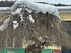 -横道河子东北虎林园