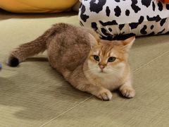 -逗柴咖啡屋·狗咖猫咖宠物桌游