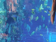 -海棠湾洲际-涛·海底餐厅·美人鱼·自助餐·海底隧道