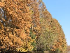 -上海海湾国家森林公园