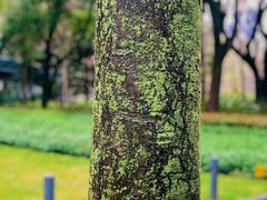 -徐家汇公园