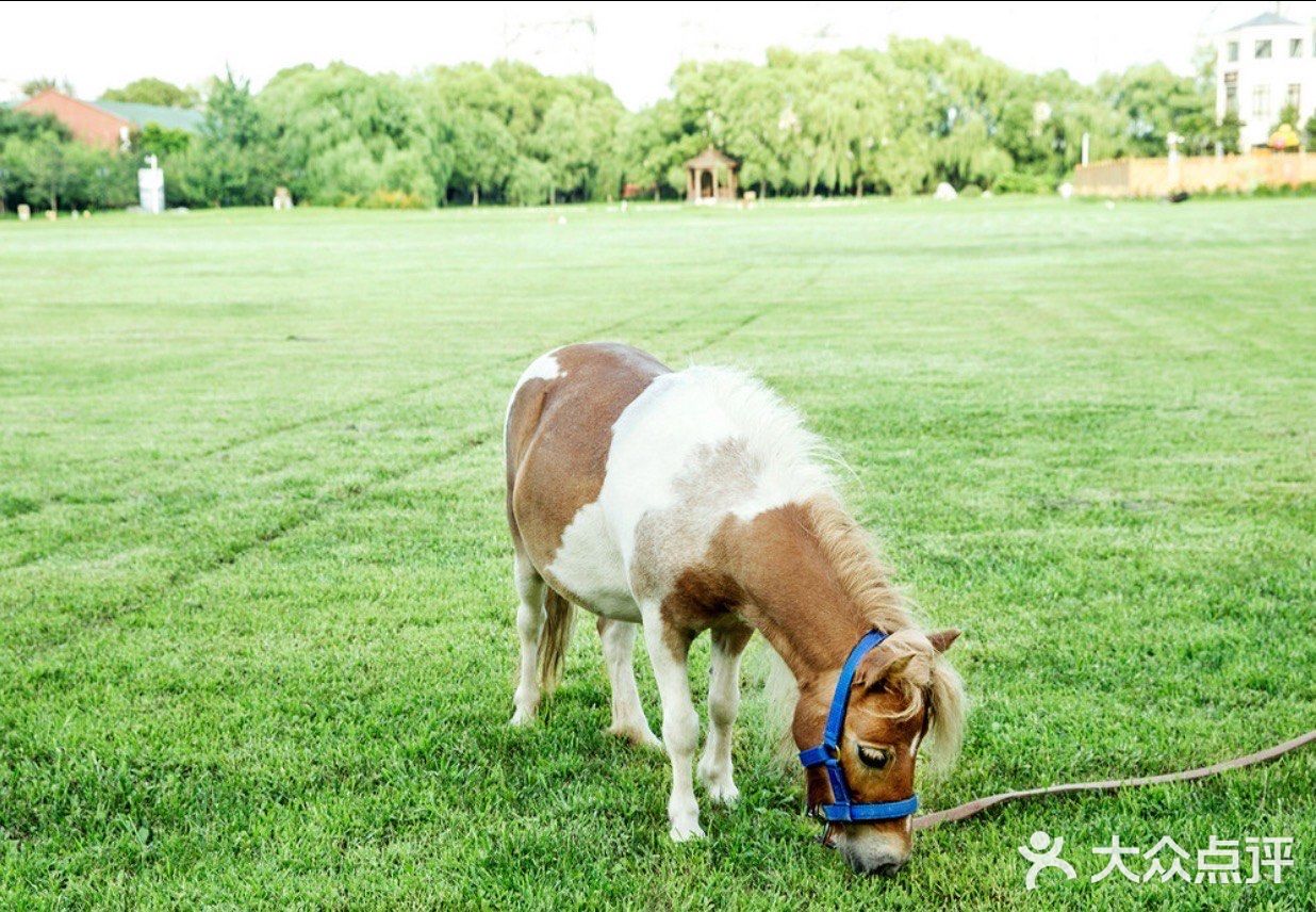 春天溜娃的森林圣地，蓝可可亲子乐园