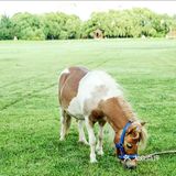 春天溜娃的森林圣地，蓝可可亲子乐园