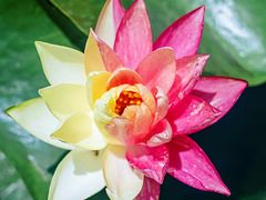 -中国科学院华南植物园