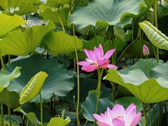 -重庆市奥林匹克体育中心-游泳跳水馆