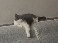 -锦尚阁烤鱼(望京新荟城店)