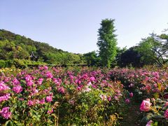 -龙寺生态园