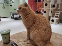 -藏猫猫咖啡主题馆(中央大道店)
