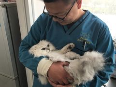 母爱～哈哈哈ヾﾉ≧∀≦)o-菲丽丝宠物医院·24小时·猫科中心·免疫点(淮海分院)