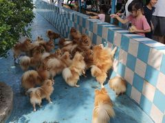 -百万葵园