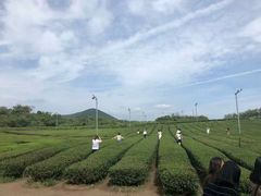 -雪绿茶博物馆