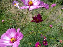 -武汉紫薇都市田园