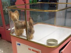 -FAELING PETS美天灵宠物(合生汇店)
