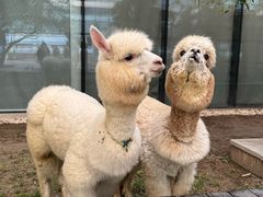 -廊坊固安福朋喜来登酒店