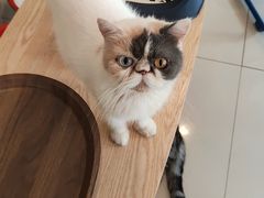 -平行世界·猫咖(首经贸店)
