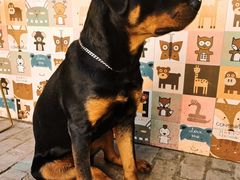 -喵屿·大理花园猫咖