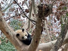 -都江堰中华大熊猫苑