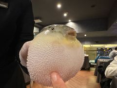 -肆月河豚·新淮扬(金融街店)