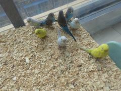 -怪兽屋·羊驼·猫咖·狗咖(俊华广场店)