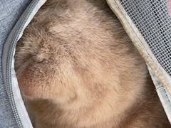 -萌兽医馆·宠物医院·猫骨科(创景店)