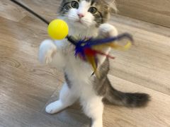 -柴迷FANS CLUB·柴犬狗咖·猫咖