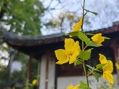 -虎丘山风景名胜区