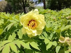 -莲花池公园