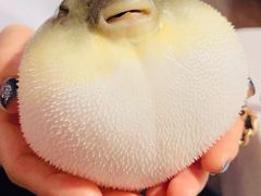 -肆月河豚·新淮扬(金融街店)