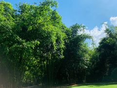 -深圳仙湖植物园