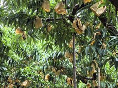 -老袁家蜜桃农场·阳山水蜜桃