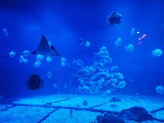 -烟台海昌鲸鲨海洋公园