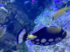 -太平洋海底世界