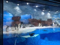 -海合安成都极地海洋公园