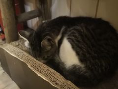 -海边的猫和咖啡馆