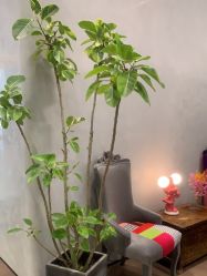 点击看大图 -MaisonFL·美颂法式专业美发艺术沙龙