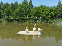 -宁波杭州湾国家湿地公园
