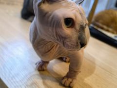 -平行世界·猫咖(首经贸店)